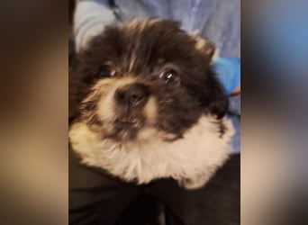 ⭐️DUPLO⭐️, Hündin, 2 Monate, 20 cm, Mischling, Tierschutz