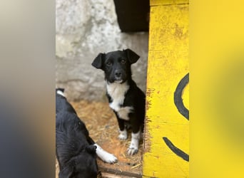 SIMBA, fröhlicher kleiner Sonnenschein, Hündin, 6 Monate, 32 cm, Mischling, Tierschutz