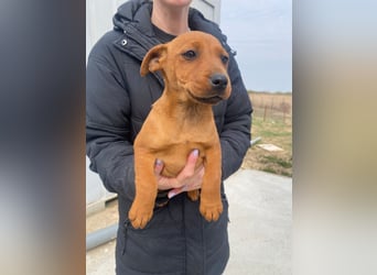 Elli sucht ein Herz, das sie liebt