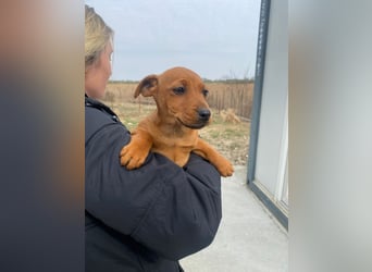 Elli sucht ein Herz, das sie liebt