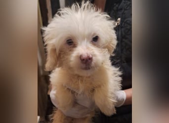 ⭐️GISELE⭐️, Hündin, 3 Monate, 24 cm, Mischling, Tierschutz