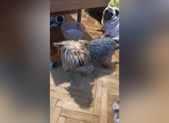 Wuschel, im wahrsten Sinne des Wortes