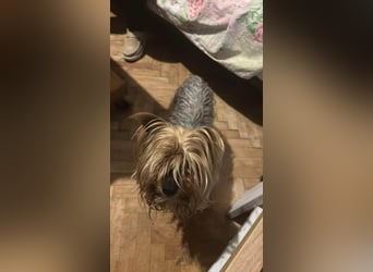 Wuschel, im wahrsten Sinne des Wortes