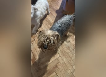 Wuschel, im wahrsten Sinne des Wortes