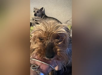 Wuschel, im wahrsten Sinne des Wortes