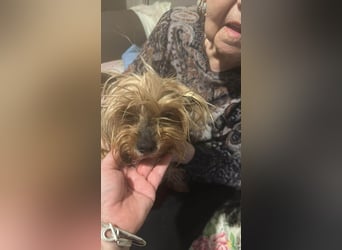 Wuschel, im wahrsten Sinne des Wortes