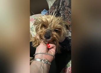 Wuschel, im wahrsten Sinne des Wortes