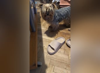 Wuschel, im wahrsten Sinne des Wortes