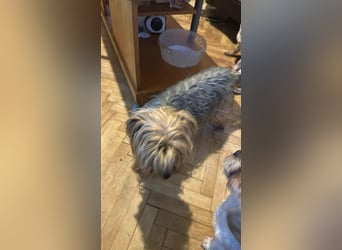 Wuschel, im wahrsten Sinne des Wortes