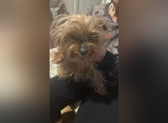 Wuschel, im wahrsten Sinne des Wortes