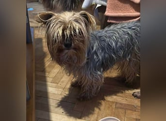 Wuschel, im wahrsten Sinne des Wortes