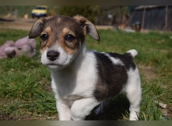 Vonny - lernfreudig, aufgeschlossen, verschmust & neugierig