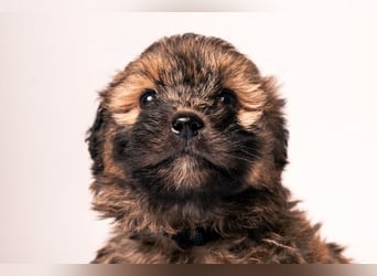 Leni - verschmustes Welpenmädchen, verspielt, lieb & mutig