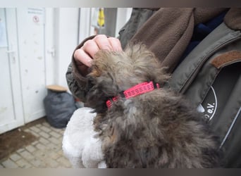 Happy - süßes Welpenmädchen, freundlich, mutig, lieb& frech