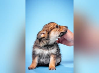 Abby - sucht ein liebevolles Zuhause - neugierig & mag Menschen sehr