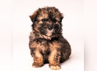 Happy - süßes Welpenmädchen, freundlich, mutig, lieb& frech