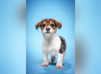 Vonny - lernfreudig, aufgeschlossen, verschmust & neugierig