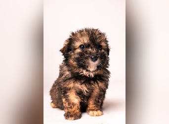 Happy - süßes Welpenmädchen, freundlich, mutig, lieb& frech