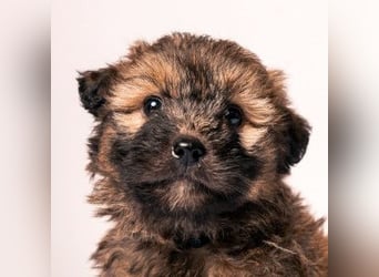 Leni - verschmustes Welpenmädchen, verspielt, lieb & mutig