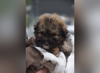 Happy - süßes Welpenmädchen, freundlich, mutig, lieb& frech
