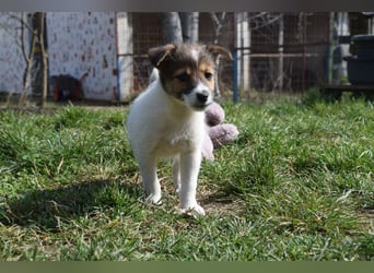 Emilia - zuckersüße, freundliche und verschmuste Welpen Hündin