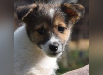 Emilia - zuckersüße, freundliche und verschmuste Welpen Hündin