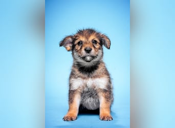 Abby - sucht ein liebevolles Zuhause - neugierig & mag Menschen sehr