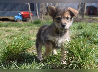 Abby - sucht ein liebevolles Zuhause - neugierig & mag Menschen sehr