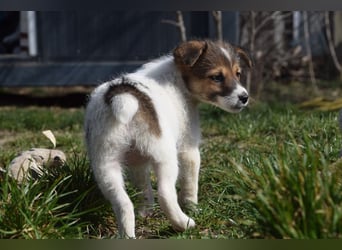 Emilia - zuckersüße, freundliche und verschmuste Welpen Hündin