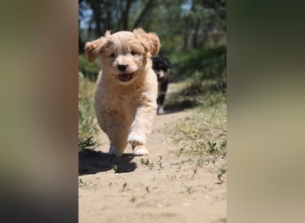 Lea - freundliches, aufgeschlossenes Hundekind, liebt die Nähe der Menschen