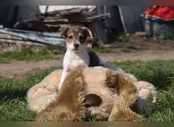 Vonny - lernfreudig, aufgeschlossen, verschmust & neugierig
