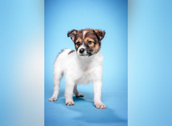 Emilia - zuckersüße, freundliche und verschmuste Welpen Hündin