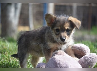 Abby - sucht ein liebevolles Zuhause - neugierig & mag Menschen sehr