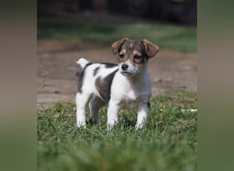 Vonny - lernfreudig, aufgeschlossen, verschmust & neugierig