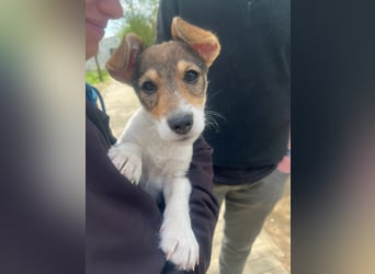 Vonny - lernfreudig, aufgeschlossen, verschmust & neugierig