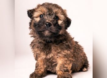 Leni - verschmustes Welpenmädchen, verspielt, lieb & mutig