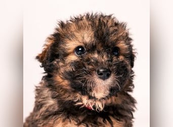 Happy - süßes Welpenmädchen, freundlich, mutig, lieb& frech