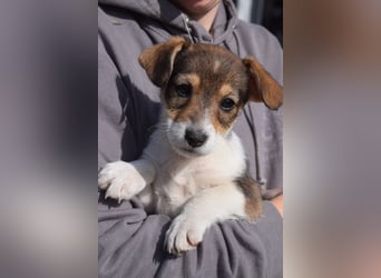 Vonny - lernfreudig, aufgeschlossen, verschmust & neugierig