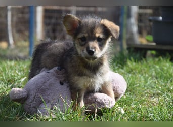 Abby - sucht ein liebevolles Zuhause - neugierig & mag Menschen sehr