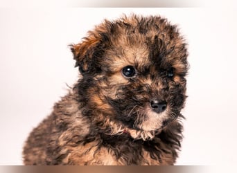 Happy - süßes Welpenmädchen, freundlich, mutig, lieb& frech