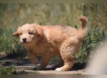 Lea - freundliches, aufgeschlossenes Hundekind, liebt die Nähe der Menschen