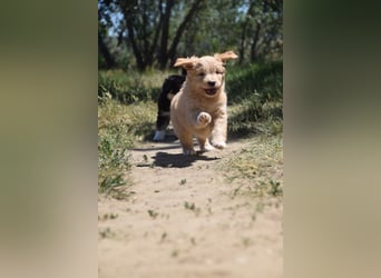 Lea - freundliches, aufgeschlossenes Hundekind, liebt die Nähe der Menschen