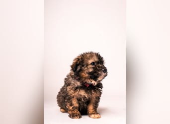 Happy - süßes Welpenmädchen, freundlich, mutig, lieb& frech