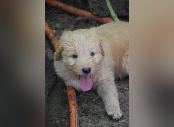 Lea - freundliches, aufgeschlossenes Hundekind, liebt die Nähe der Menschen