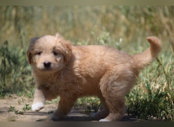 Lea - freundliches, aufgeschlossenes Hundekind, liebt die Nähe der Menschen