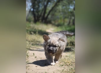 Lizzy - erst etwas skeptisch aber dann voller Lebensfreude, neugierig