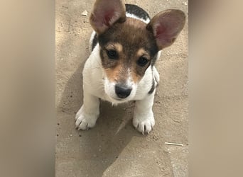 Vonny - lernfreudig, aufgeschlossen, verschmust & neugierig