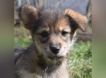 Abby - sucht ein liebevolles Zuhause - neugierig & mag Menschen sehr