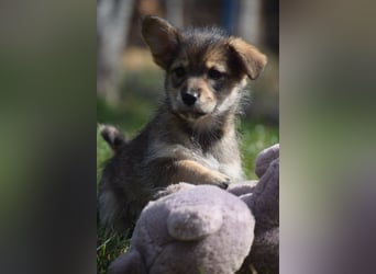Abby - sucht ein liebevolles Zuhause - neugierig & mag Menschen sehr