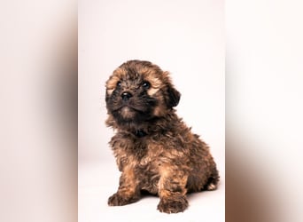 Leni - verschmustes Welpenmädchen, verspielt, lieb & mutig